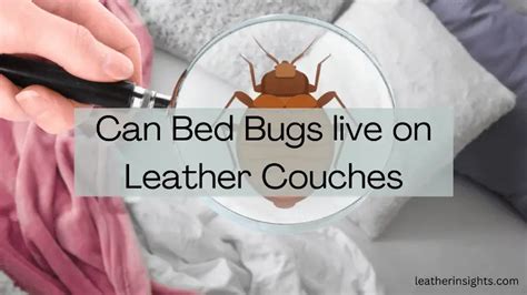 Can Bed Bugs Live in Books? An Insight into the Possibilities